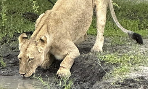 Lioness drinking water, Botswana safari