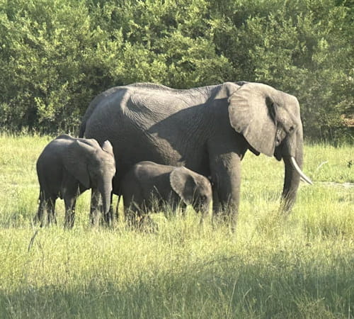African Elephants, Botswana
