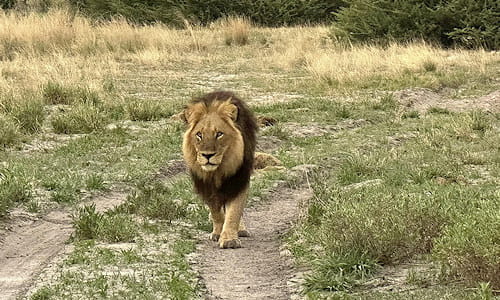 Lion, Botswana safari