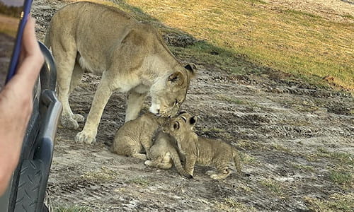 Lioness and cubs, Botswana safari